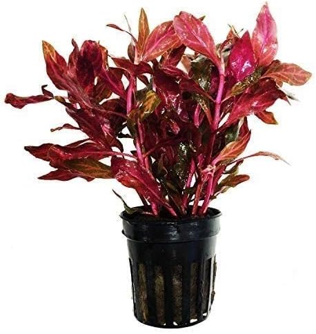 (Alternanthera Reineckii VAR. Rosanervig) Greenpro Alternanthera Reineckii Potted Live Aquarium Plants Easy Super Red Plants