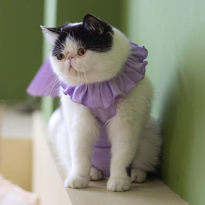 Cat Recovery Suit for Abdominal Wounds and Skin Diseases,Breathable Surgical Recovery Shirt After Surgery Wear Anti Licking Wounds,E-Collar Alternative for Female Cats Kitten(RSC01-purple-m)
