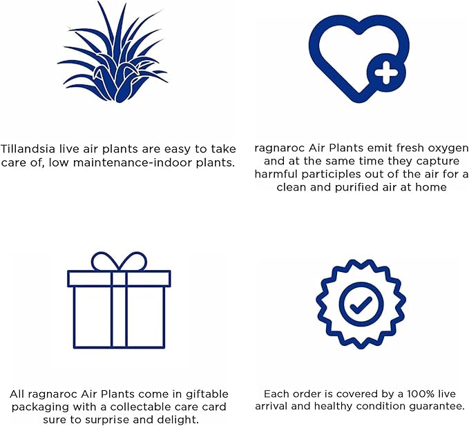 Air Plants - Tillandsia Funckiana Hybrid, Large 5-7" - 2ct - Live Arrival Guaranteed - House Plants for Home Decor & Gift