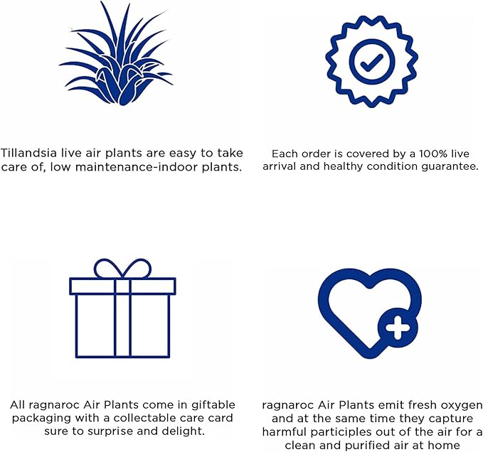 Air Plants - Tillandsia Pruinosa, Large 3-5" - 3ct - Live Arrival Guaranteed - House Plants for Home Decor & Gift