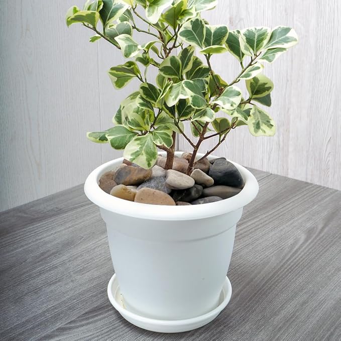 5lbs Aquarium Rocks, 5/8" Natural Mixed Pebbles for Plants Decorative Polished River Rocks for Fish Tank, Landscaping, Gardening, Flower Pots, Vase Fillers, Indoor Water Fountains