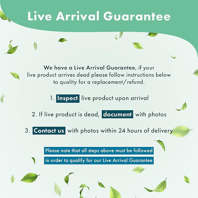 Java Fern Live Aquarium Plants - Potted Freshwater Plant for Fish Tanks - Beginner Friendly, Low Light (Narrow Mini, 1 Pot)