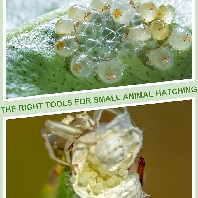 20 Pcs Insect Spider Terrariums Breeding Box Small Reptile Hatching Container Transparent Cricket Keeper Breeder Box Feeding Spider Cage with Lid for Scorpion Gecko Tortoise Centipede Tarantula