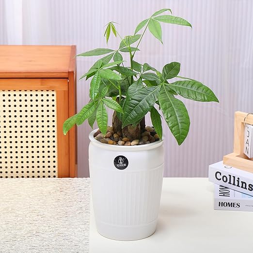 Calofulston 5lb Drainage Rocks for Potted Plants, 1/5 Inch Small Pebbles for Plants, Aquarium, Fish Tank, Terrarium, Succulent, Vases, Decorative Pea Gravel for Plants, Mixed Color