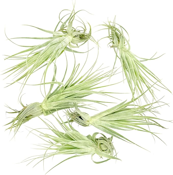 Live Air Plant - Tillandsia Gardneri 5-7” - 5ct - ragnaroc Rare Collectors Indoor Tropical Plant - Live Arrival Guaranteed - House Plants for Home Decor & Gift