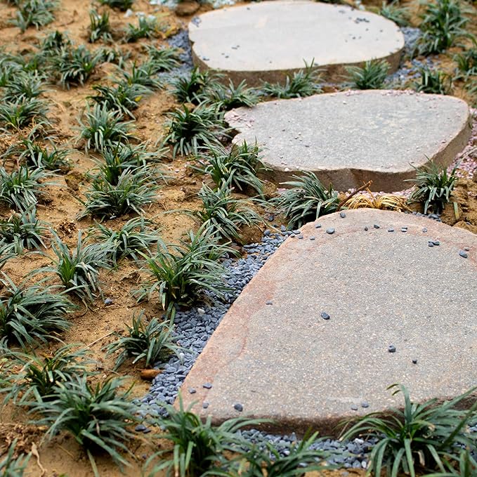 3lb Black Cactus Pea Gravel Rocks,1/4 Inch Pebbles for Indoor Plants, Natural Succulent Rock and River Rocks Decorative for Aquariums, Vases, Outdoor Gardening, Top Dressing for Potted Plants