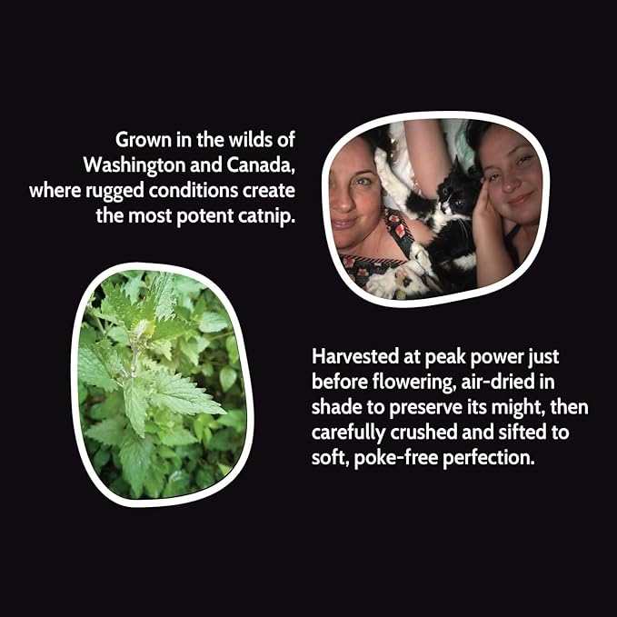 Fiend Catnip Safety-Cut 100% Pure Potent Fine Cat Nip for Cats & Kittens – Ultra Potent, North American – 1 Cup (34.5g) Canister – Go Ahead, Create a Monster!