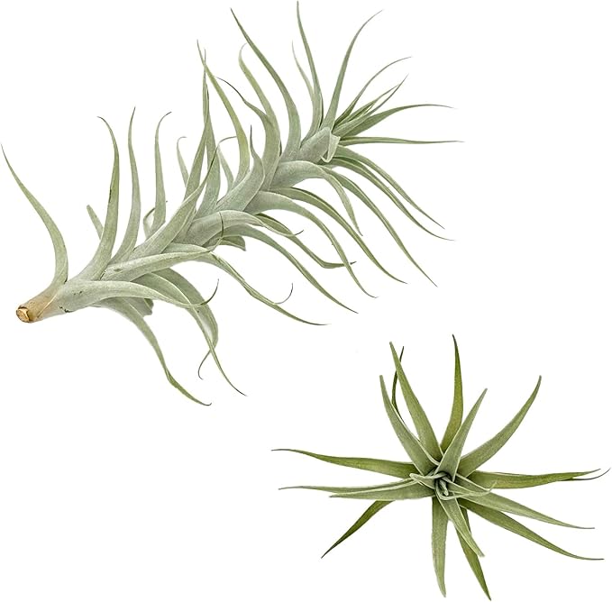 Live Air Plants - Tillandsia Albida 7-12" - 1ct – ragnaroc Live Indoor Plant - Live Arrival Guaranteed - House Plants for Home Decor & Gift