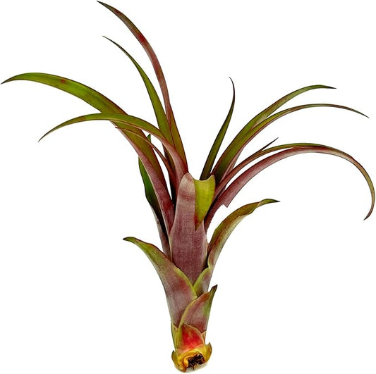 Air Plants - Tillandsia Red Capitata, Large 5-7” - 1ct - Live Arrival Guaranteed - House Plants for Home Decor & Gift