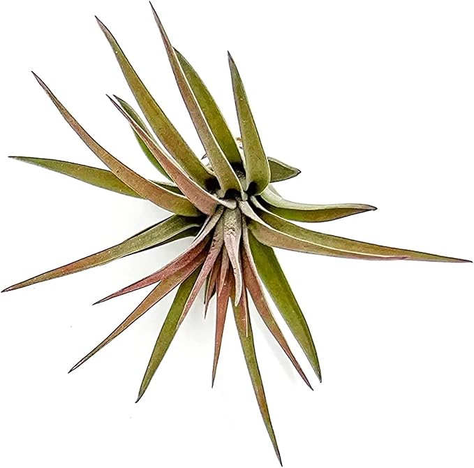 Air Plants - Tillandsia Brachycaulos Abdita, Large 4-6" - 1 ct - Live Arrival Guaranteed - House Plants for Home Decor & Gift