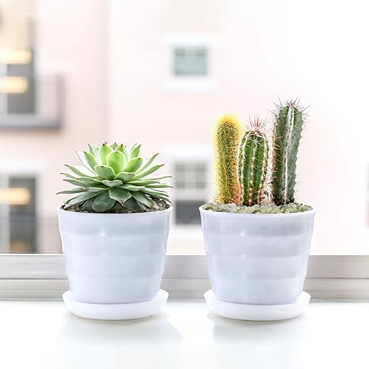 5LB Succulent and Cactus Pebbles, 1/5 Inch Jade Pebbles for Indoor Plants, Decorative Gravel for Vases, Bamboo, Succulent, Terrarium, Crafts, Cactus