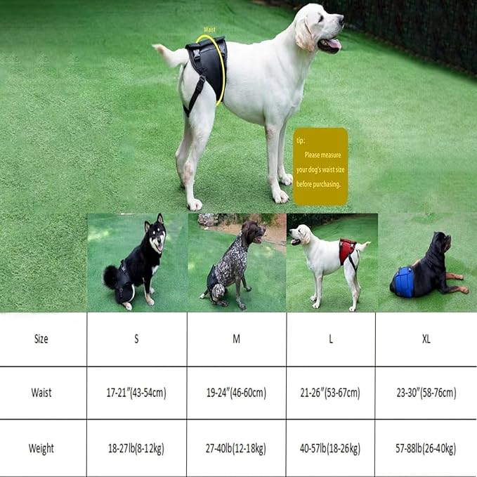 Dog Lift Harness for Dogs with Disabled Arthritis and Weak Back Legs, humanized Design with Comfortable Materials, Adjustable Back Legs and Straps, Suitable for Helping Dogs to Recover and Walk. (M)