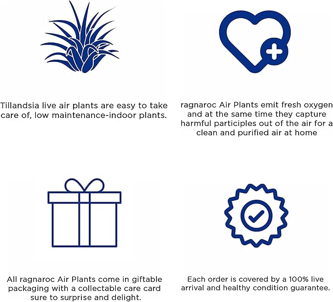 Air Plants - Tillandsia Red Capitata, Large 5-7” - 3 ct - Live Arrival Guaranteed - House Plants for Home Decor & Gift