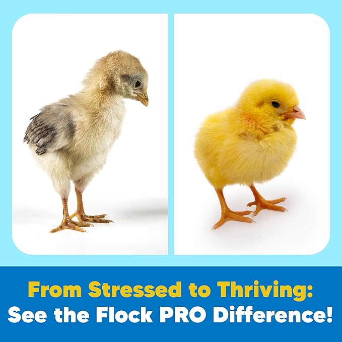 Flock PRO Chick Boost Probiotic - Probiotics, Vitamins, Minerals and Electrolytes for Chickens | Chicken Vitamins and Supplements for All Poultry - 3Oz