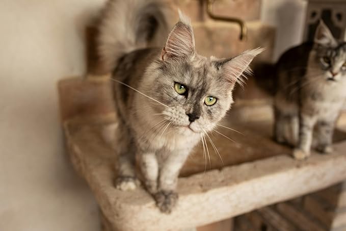 Disposable Small Litter Boxes for Cats, Litter Box for Recovery, Kitten Travel Tray, Shallow, Low-Entry Litterbox for Senior Cats (5-Pack)