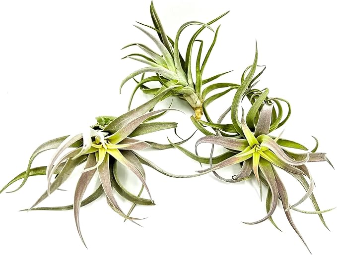 Air Plants - Tillandsia Cacticola, Jumbo 6-9" - 5ct - Live Arrival Guaranteed - House Plants for Home Decor & Gift