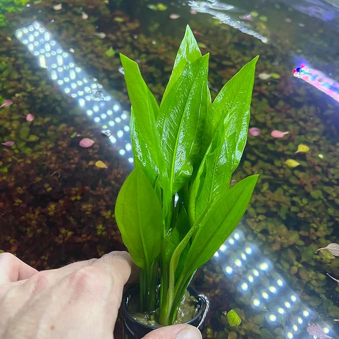 Amazon Sword Echinodorus Bleheri Live Plant for Freshwater Aquariums, Natural Fish Tank Decorations, and Aquatic Decor (1 Pot (2-3 Plants))