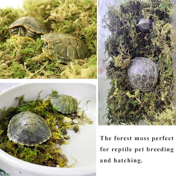 5L Forest Moss for Hamster Syrian Gerbils Bedding, Natural Moss Perfect for Potted Plants, Terrariums, Reptile Tanks and Live Creature Projects