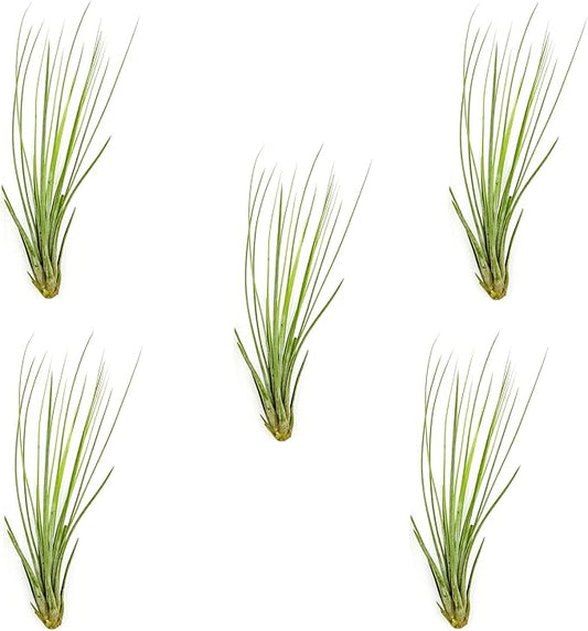 Air Plants - Tillandsia Juncea, Jumbo 8-12" - 5ct - Live Arrival Guaranteed - House Plants for Home Decor & Gift
