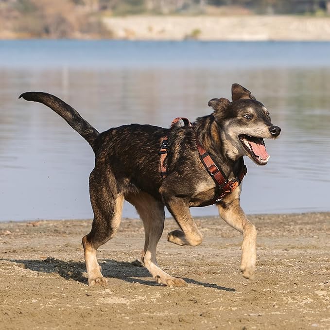 CLEPAWS Dog Harness for Small Dogs, No Pull Dog Harness Easy Walk with Metal Hardware, Ergonomic Y-Shaped Design, Soft Padding, Padded Handle, Durable High-Tensile Nylon (Canyon Red, S)