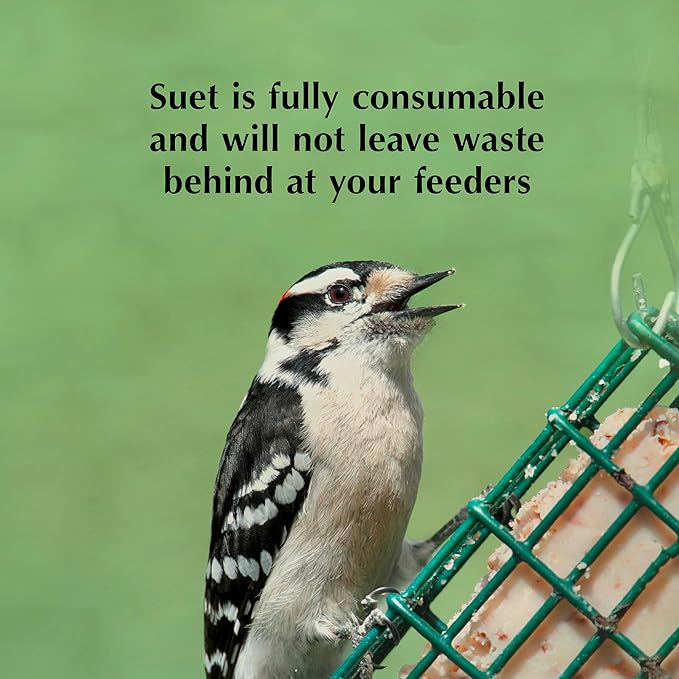 C&S Sunflower Suet Nuggets, Suet Nuggets for Wild Birds, 8 Lbs