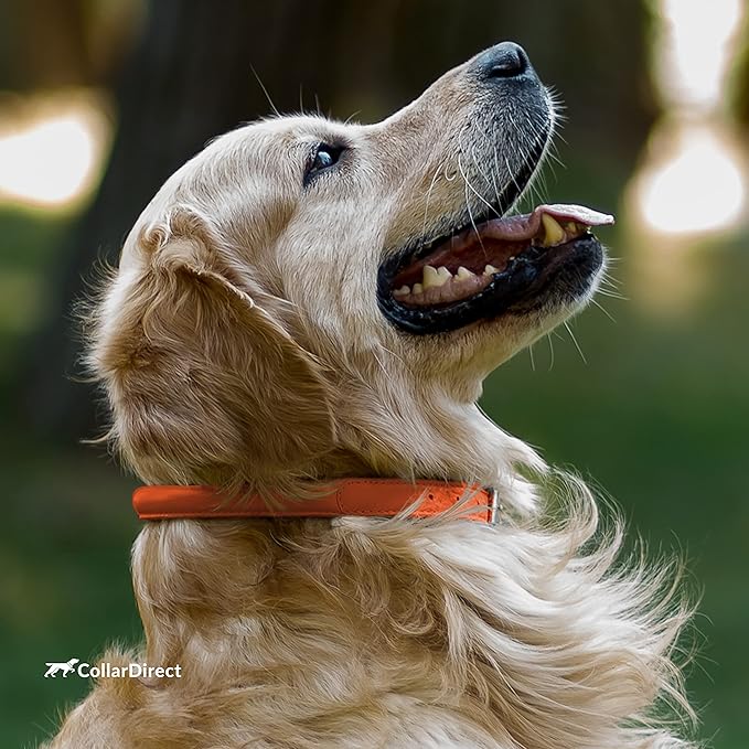 CollarDirect Rolled Leather Dog Collar, Soft Padded Round Puppy Collar, Handmade Genuine Leather Collar Dog Small Large Cat Collars 13 Colors (11-14 Inch, Orange Textured)