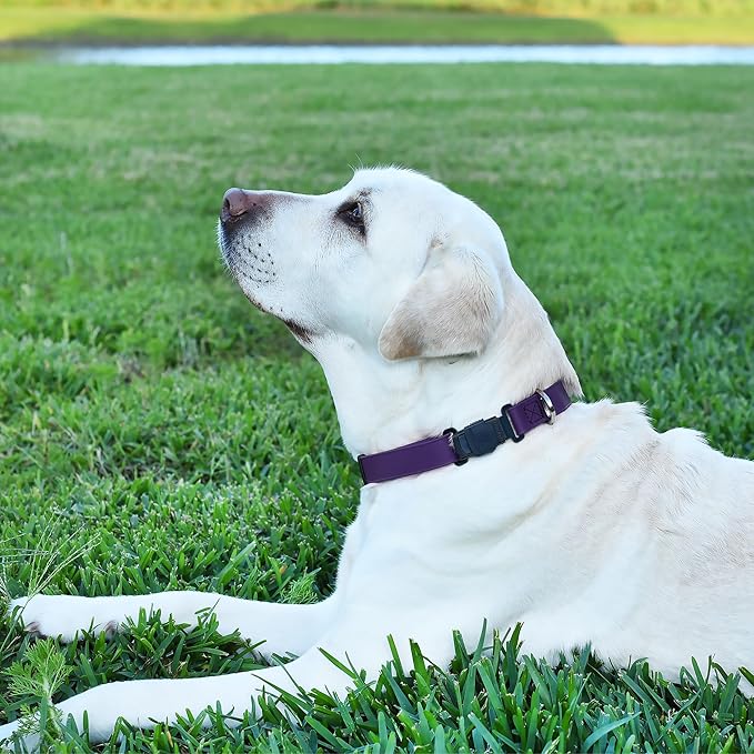 Dogline Biothane Waterproof Dog Collar with Herm Sprenger Stainless Steel Quick Release Buckle – Heavy Duty Tactical Durable Collar for Dogs – Comfortable and Safe Pet Collar, W 3/4" L 12-19", Purple