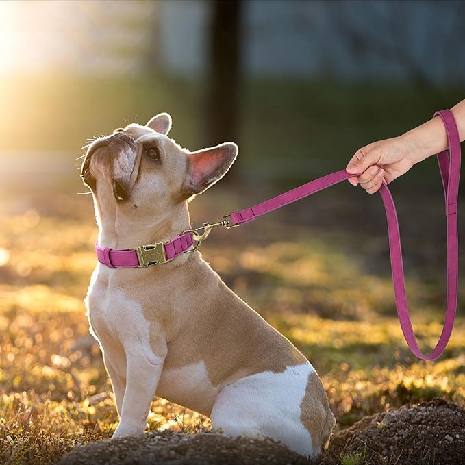 Didog Soft PU Leather Dog Collar, Stylish Quick Released Dog Collars for Medium Dogs, Easy Clean Adjustable Pet Collar for Daily Walking, Purple, M Fit 13-21" Neck
