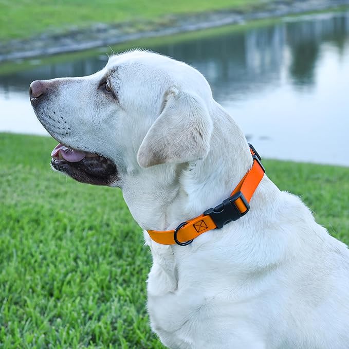 Dogline Biothane Waterproof Dog Collar with Quick Release Buckle Strong Coated Nylon Webbing with Odor- Proof for Easy Care Easy to Clean Fits Small Medium Large Dogs, Tangerine Orange 3/4" W 12-19" L