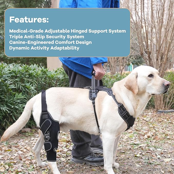 Dog Knee Brace with Adjustable Support – ACL & CCL Tear Recovery, Post-Surgery Stabilization, Mobility Aid for Rear Legs – Includes Secure Chest Harness for Dogs(Both Legs,M)
