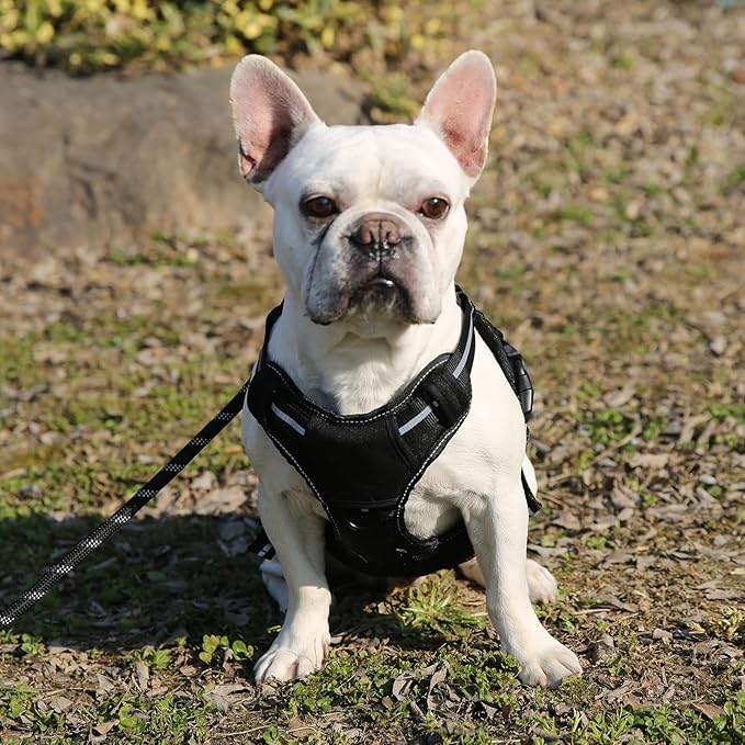 Amazon Basics No Pull Dog Harness, Adjustable Front Clip, Tactical Vest, Small, Black