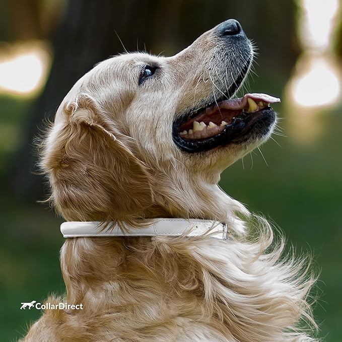 CollarDirect Rolled Leather Dog Collar, Soft Padded Round Puppy Collar, Handmade Genuine Leather Collar Dog Small Large Cat Collars 13 Colors (6-7 Inch, White Textured)