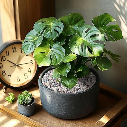 5lbs Natural Gravel Pebbles for Succulents and Cacti, 1/5 Inch Decorative River Stones – Perfect for Vases, Aquariums, Terrariums, and Outdoor Gardening, Mixed Colors (Mixed, 5 Pounds)