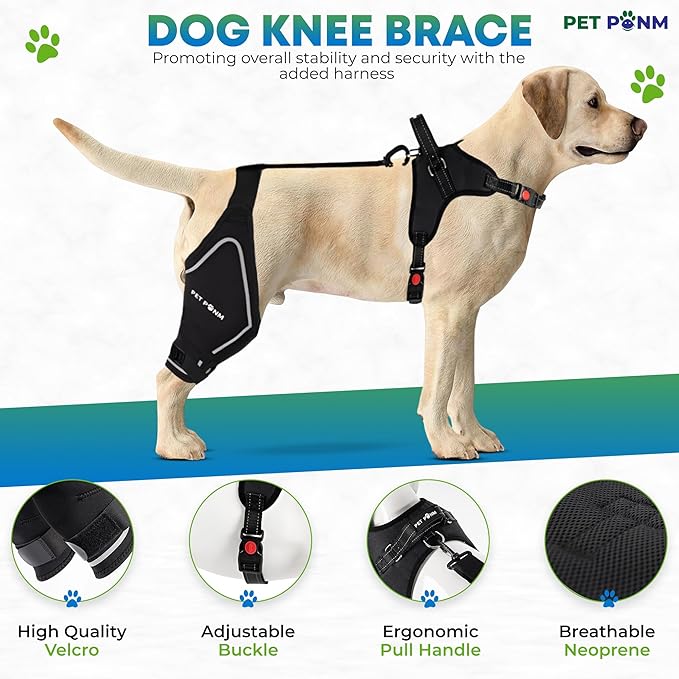 Comfortable Dog Knee Brace for Both Hind Legs with Harness - for ACL Tear, Luxating Patellae, Osteoarthritis & Instability - for Recovery & Injury Prevention in Active/Aging Dogs - (Medium)