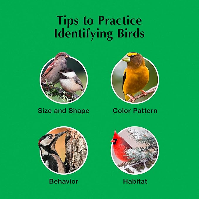 C&S Sunflower Suet Nuggets, Suet Nuggets for Wild Birds, 8 Lbs