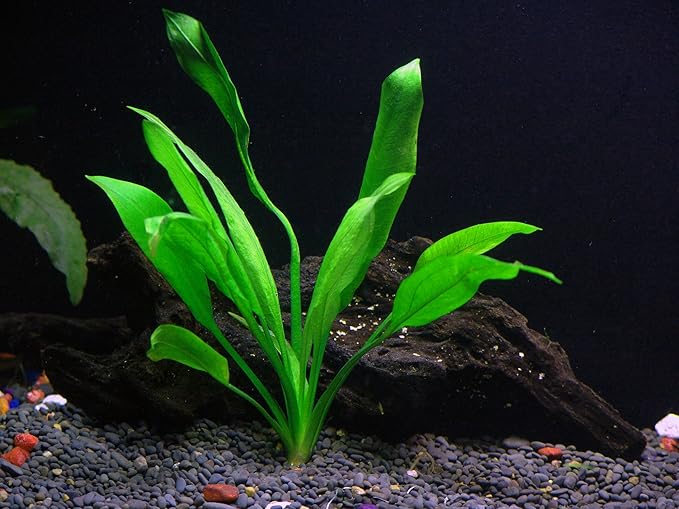 30+ Stems - 8 Species - - Anacharis, Amazon, Rotala, Ludwigia and More!