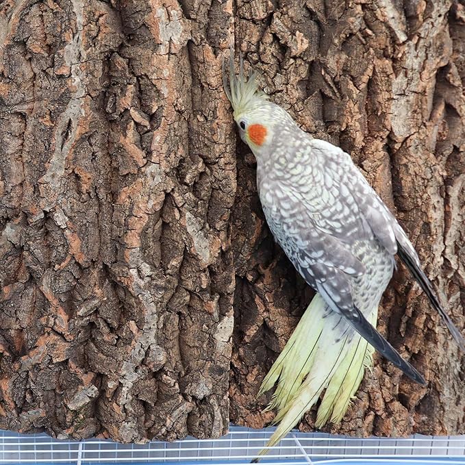 4 Pack Cork Bark Perch for Bird, 11.8 × 7.9 inch Natural Parrot Chewing Toys, Birdcage Background Decor Accessories, Bark Toy for Budgie Parakeet Cockatiel Lovebirds Conures Hamster Guinea Pig Rat