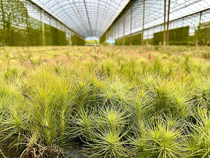 Air Plants - Tillandsia Funckiana, Large 5" - 3ct - Live Arrival Guaranteed - House Plants for Home Decor & Gift