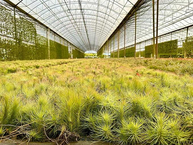 Air Plants - Tillandsia Funckiana, Large 5" - 5ct - Live Arrival Guaranteed - House Plants for Home Decor & Gift